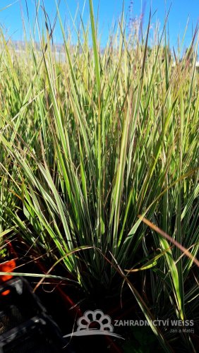 CALAMAGROSTIS OVERDAM - TŘTINA OSTROKVĚTÁ