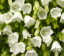 ZVONEK LŽIČKOLISTÝ - CAMPANULA SWINGING BELLS WHITE