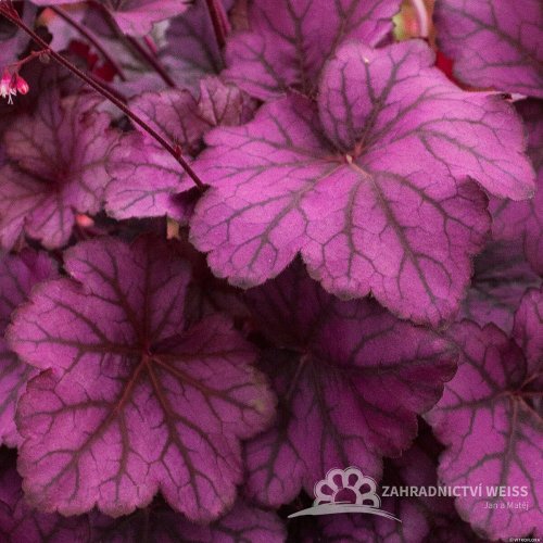 HEUCHERA WILD ROSE
