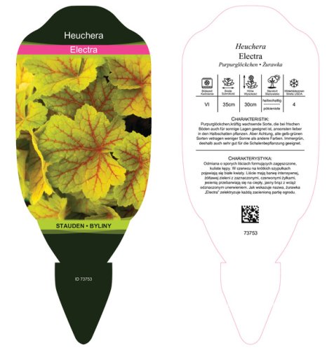 HEUCHERA - ELECTRA