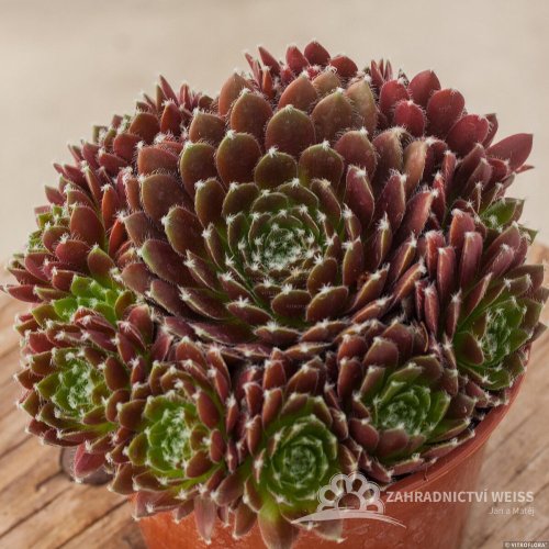 NETŘESK - SEMPERVIVUM HYB. CASSIOPEA