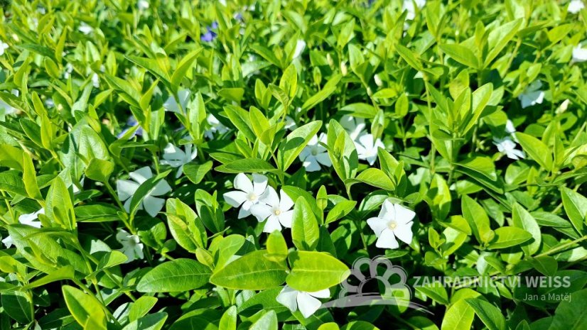 BARVÍNEK - VINCA MINOR ALBA