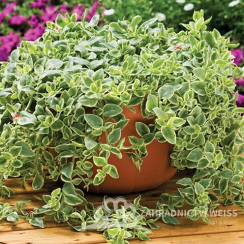 APTENIA CORDIFOLIA - KOSMATEC - MEZOO