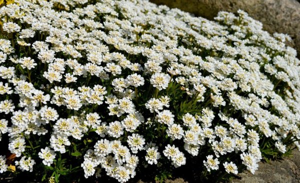 IBERKA BÍLÁ - IBERIS SEMPERVIRENS SNOWFLAKE