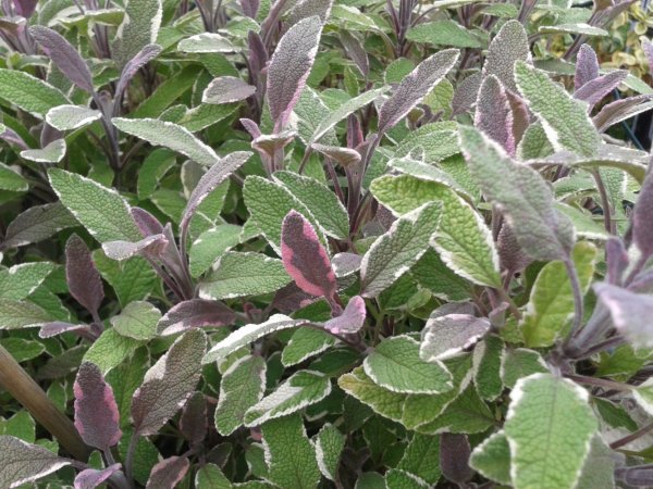 ŠALVĚJ TRICOLOR - SALVIA OFFICINALIS TRICOLOR