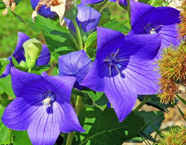 PLATYCODON GRANDIFLORUS - BOUBELKA