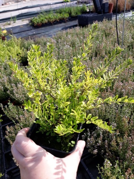 LONICERA NIT. 'LEMON BEAUTY'