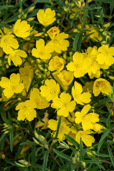 PUPAVKA - OENOTHERA AFRICAN SUN