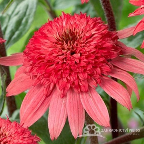 ECHINACEA PURPUREA RASPBERRY TRUFFLE