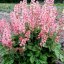 HEUCHERELLA HYB. PINK REVOLUTION