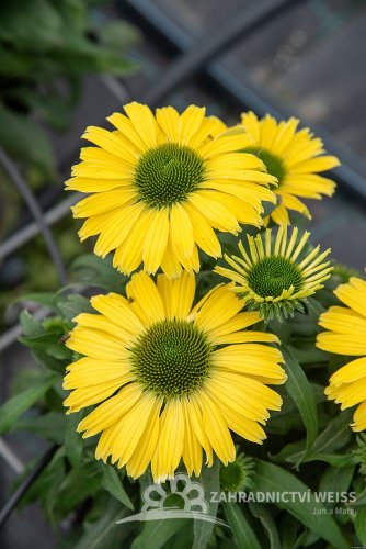 ECHINACEA HYBR. YELLOW PEARL