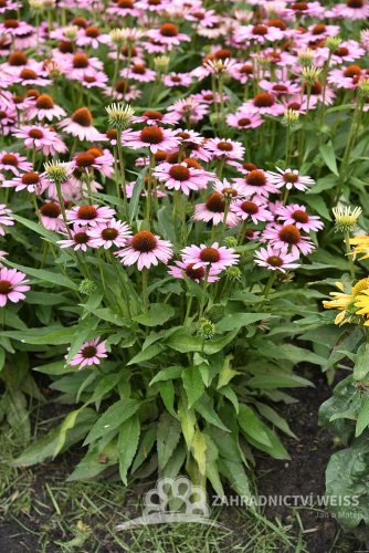 ECHINACEA FOUNTAIN LIGHT PURPLE