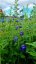 DELPHINIUM CULTORUM DELPHINITY F1 BLUE