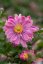 ANEMONE HYB. BRESSINGHAM GLOW