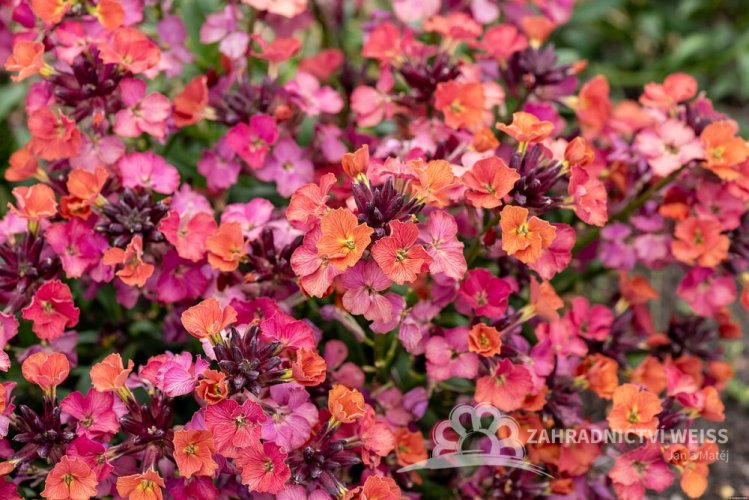 TRÝZEL - ERYSIMUM HYBRIDUM CONSTANT CHEER
