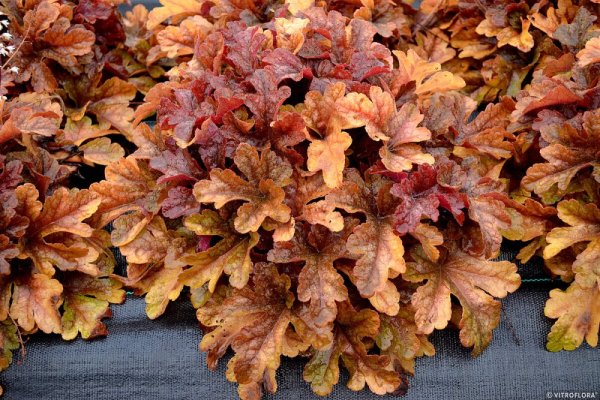HEUCHERELLA x HYBRIDA BUTTERED RUM