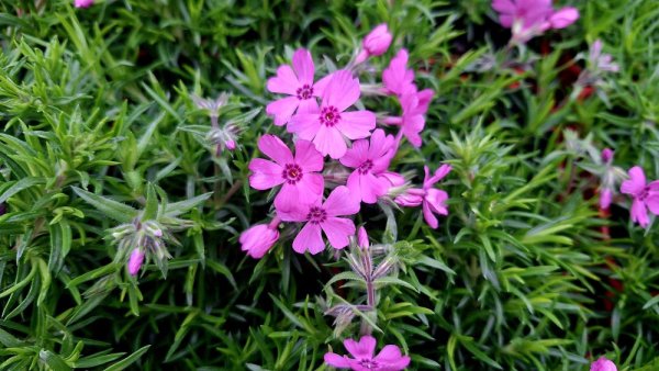 FLOX SKALKOVÝ - PHLOX SUBULATA FABULOUS ROSE