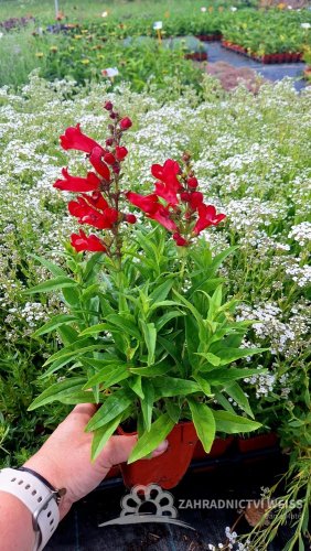 PENSTEMON HARWEGII PARTYBELS RED