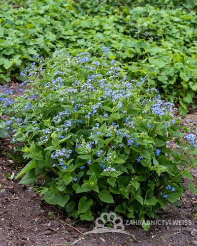 BRUNNERA MACROPHYLLA