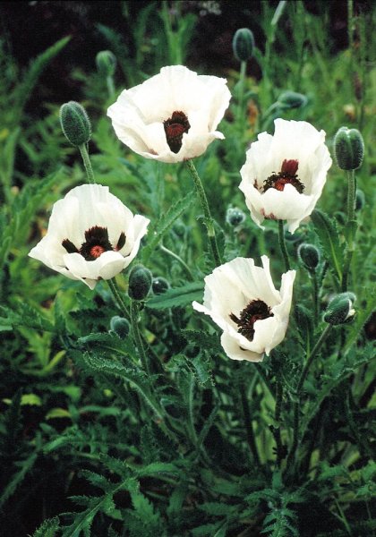 MÁK VÝCHODNÍ - PAPAVER ORIENTALE ROYAL WEDDING