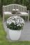 FLOX VZPŘÍMENÝ– PHLOX PANICULATA FLAME ® PRO LIGHT BLUE