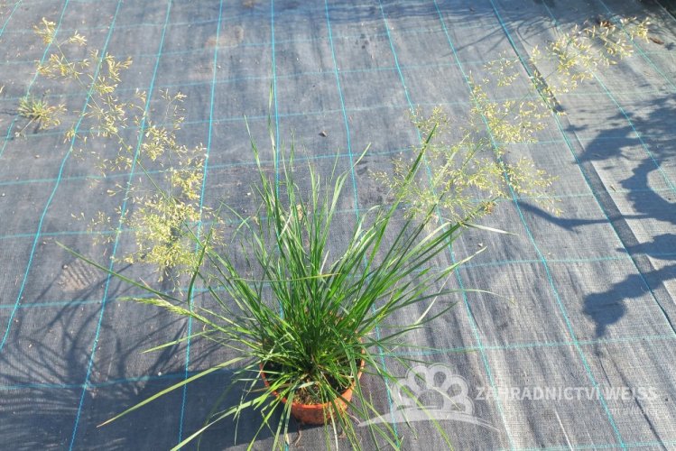 METLICE TRSNATÁ - DESCHAMPSIA CAESPITOSA PALAVA