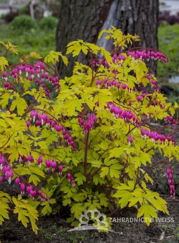 SRDCOVKA NÁDHERNÁ - DICENTRA GOLD HEART