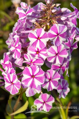 FLOX VZPŘÍMENÝ – PHLOX MACULATA NATASCHA