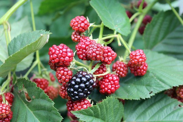 OSTRUŽINA - RUBUS FRUTICOSUS DIRKSEN