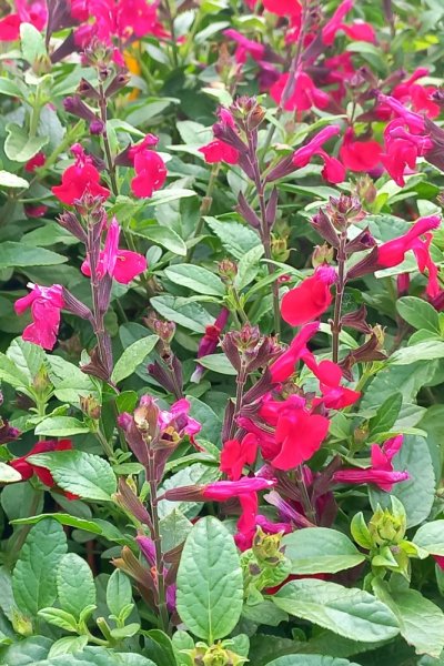 SALVIA GREGGII MIRAGE CHERRY