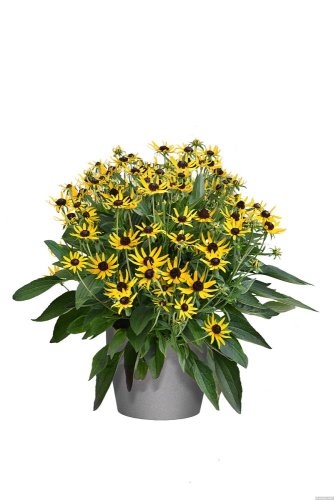 RUDBECKIA SUN KA CHING