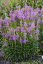 ŘETĚZOVKA RŮŽOVÁ - PHYSOSTEGIA VIVID