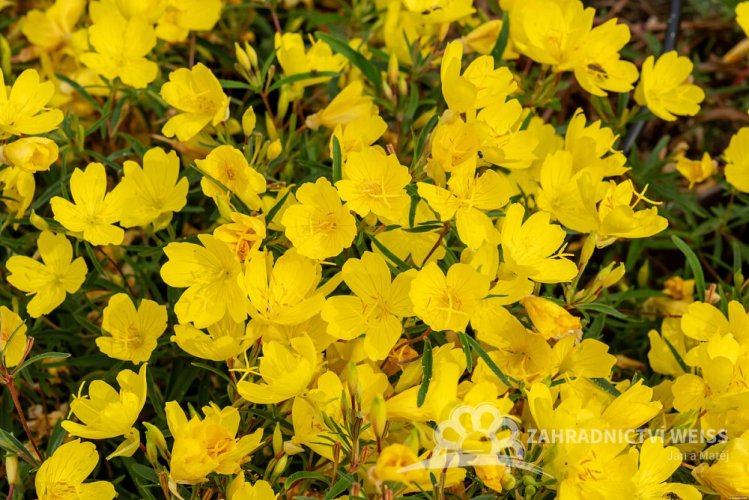 PUPAVKA - OENOTHERA AFRICAN SUN