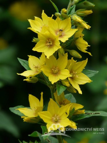 VRBINA TEČKOVANÁ - PUNCTATA LYSIMACHIA