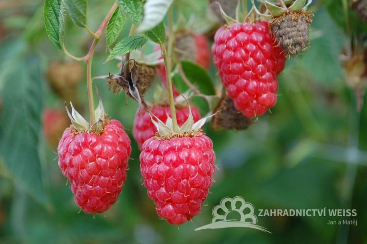 MALINA STÁLEPLODÍCÍ - RUBUS IDAEUS AUTUMN BELLE