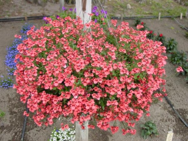 DIASCIA ČERVENÁ - ELFJES RED
