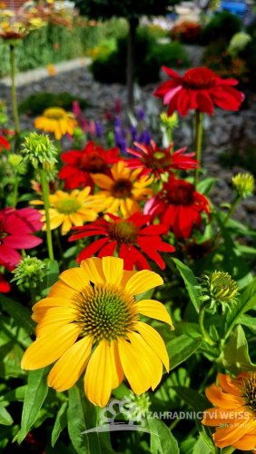 ECHINACEA HYBRIDA CHEYENNE SPIRIT