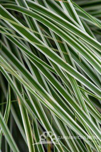 OSTŘICE JAPONSKÁ - CAREX OSHIMENSIS EVEREST