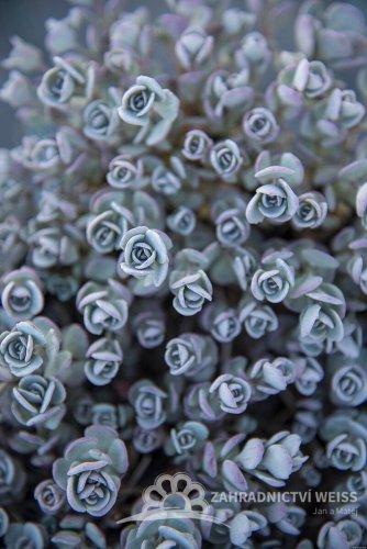 SEDUM CAUTICOLA