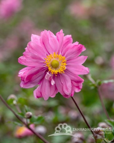 SASANKA - ANEMONE HYB. BRESSINGHAM GLOW
