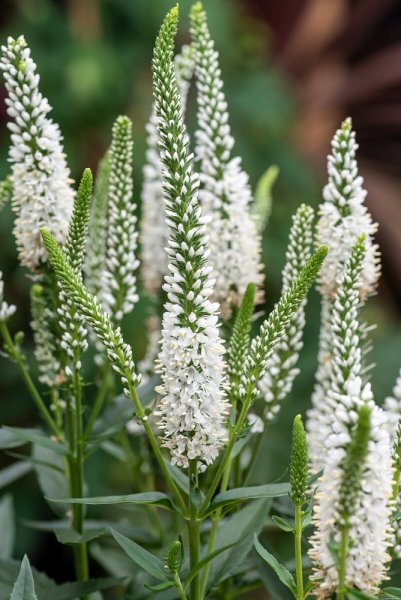 ROZRAZIL - VERONICA LANCITA WHITE
