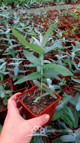EUKALYPTUS - EUCALYPTUS GLOBULUS
