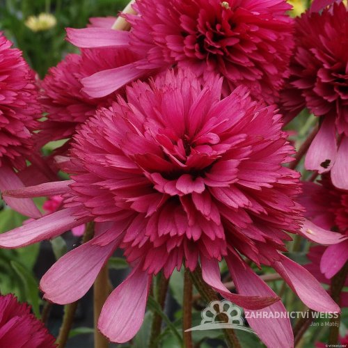 ECHINACEA HYBR. SOUTHERN BELLE