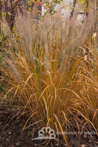 TŘTINA CHLOUPKATÁ - CALAMAGROSTIS BRACHYTRICHA
