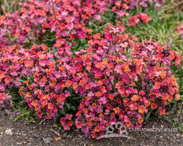 TRÝZEL - ERYSIMUM HYBRIDUM CONSTANT CHEER