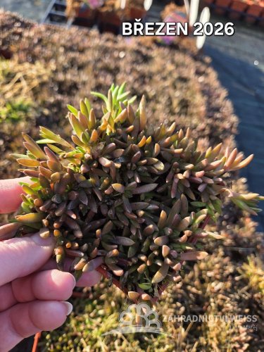 DELOSPERMA ŽLUTÉ