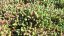 SEDUM ACRE YELLOW