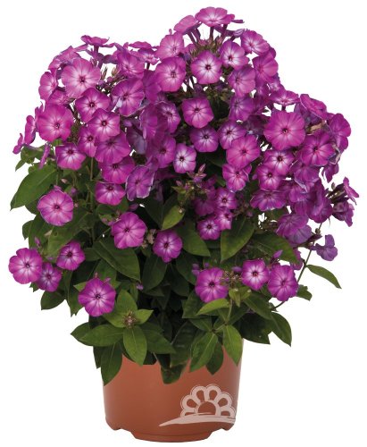 PHLOX PAN. FLAME PURPLE EYE