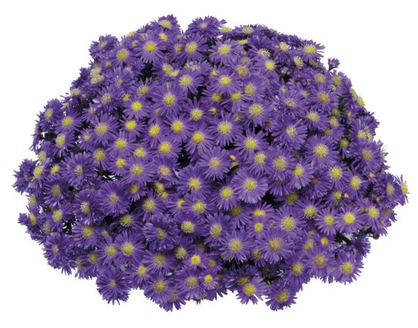 ASTRA PODZIMNÍ - ASTER MAGIC BLUE