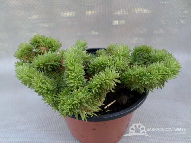 SEDUM REFLEXUM - CRISTATUM - ROZCHODNÍK